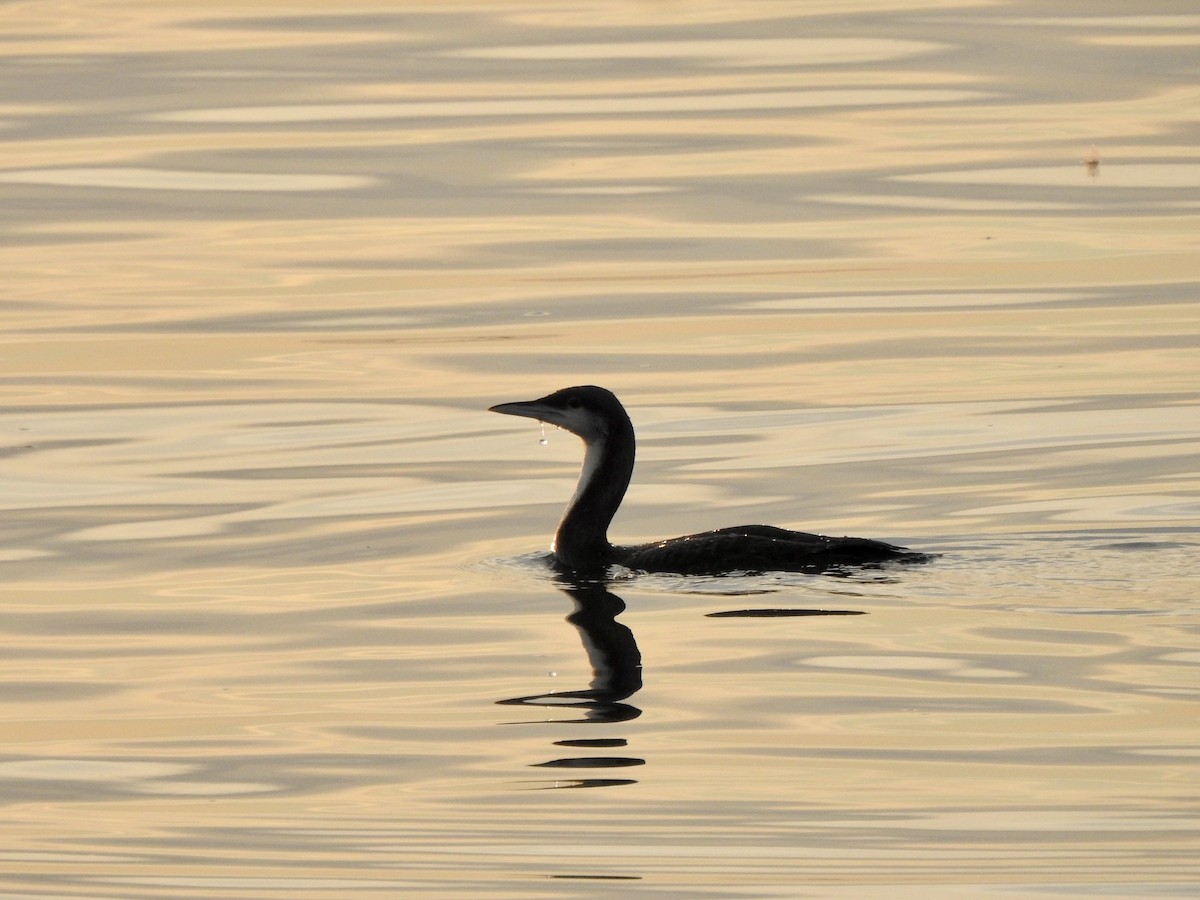 Pacific Loon - ML611415717