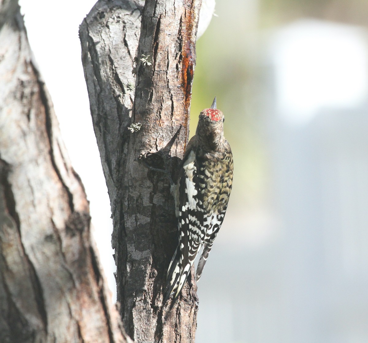 Yellow-bellied Sapsucker - David  Irons