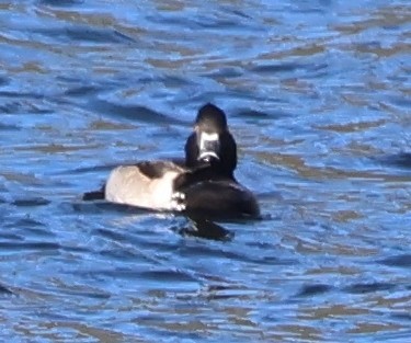 Ring-necked Duck - Debby Parker