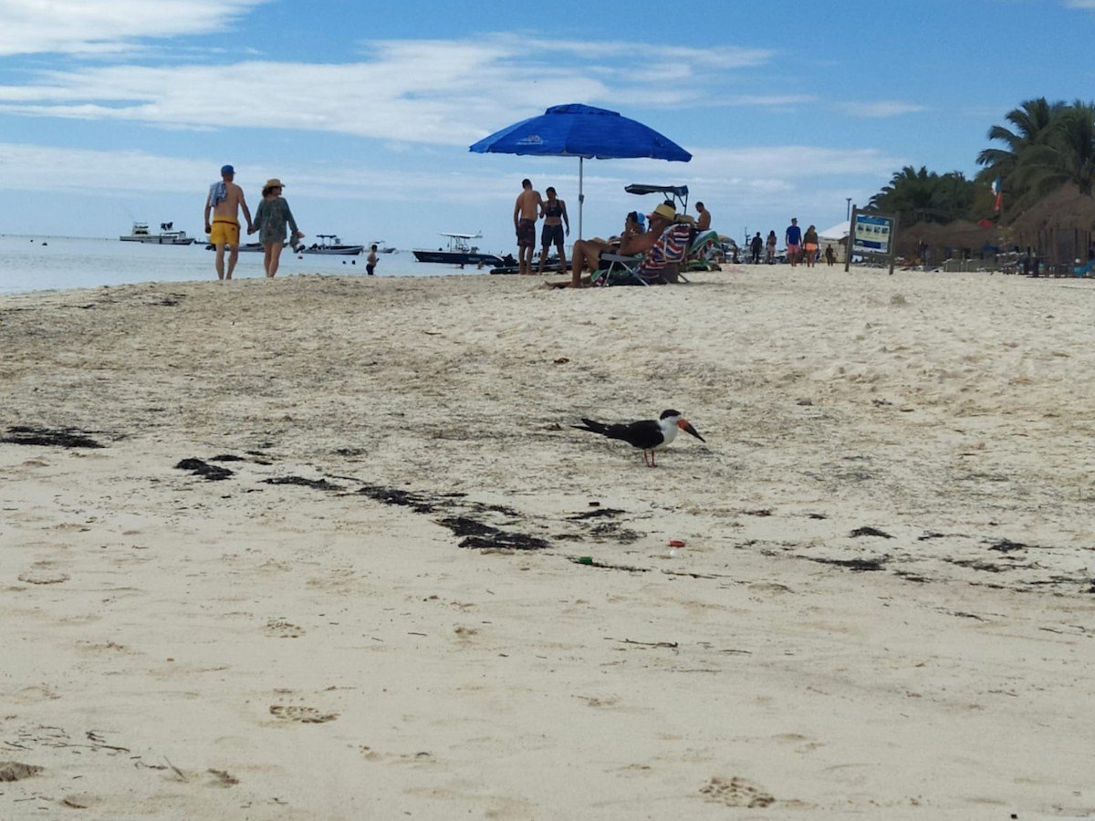 Black Skimmer - ML611416101