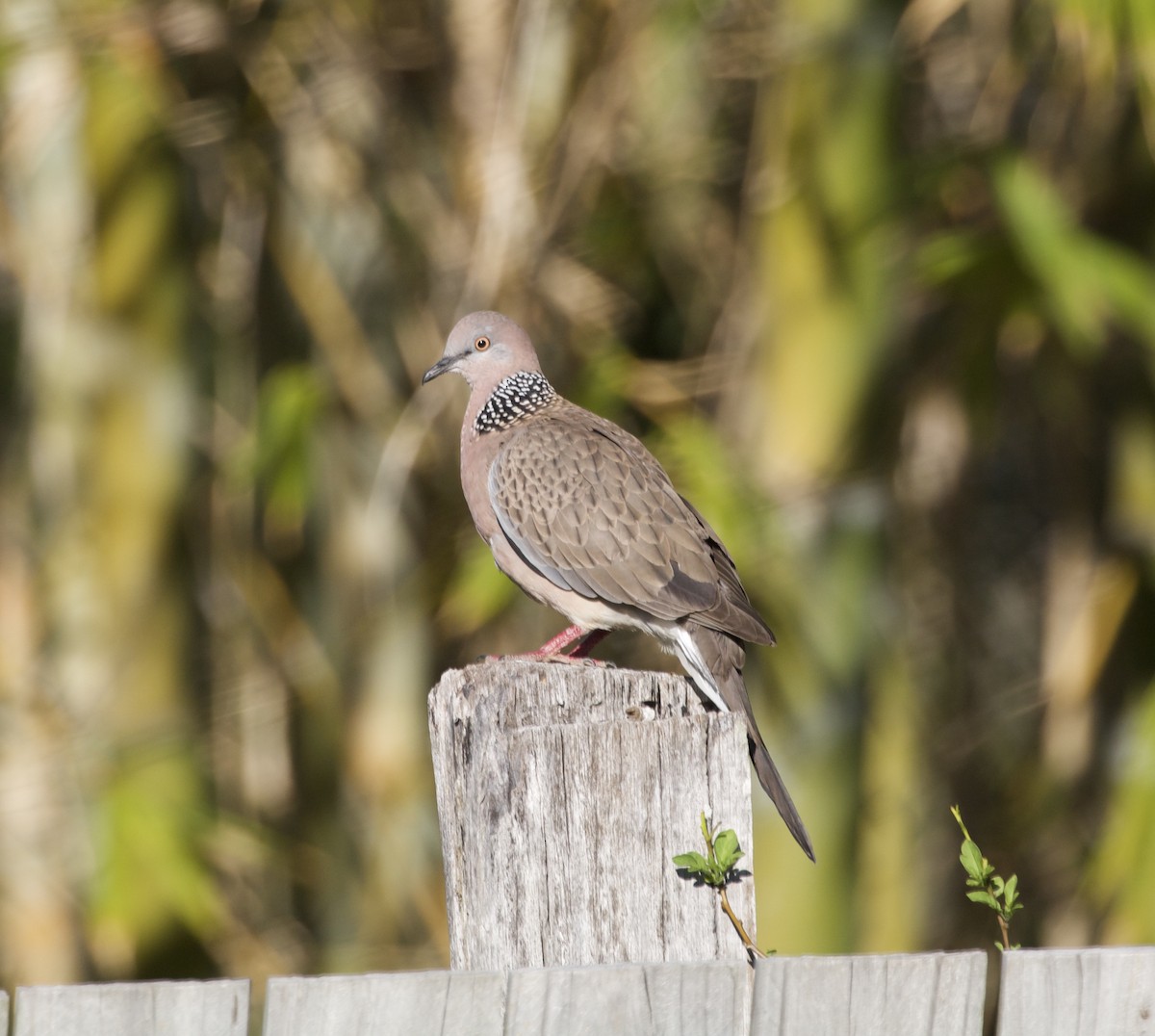 Spotted Dove - ML611416138