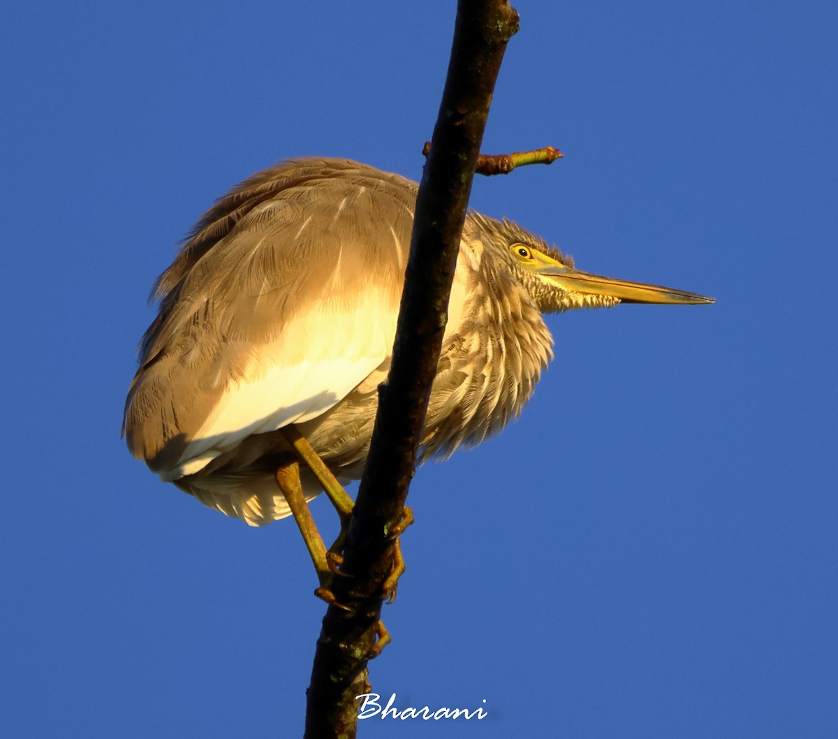 Indian Pond-Heron - ML611416346