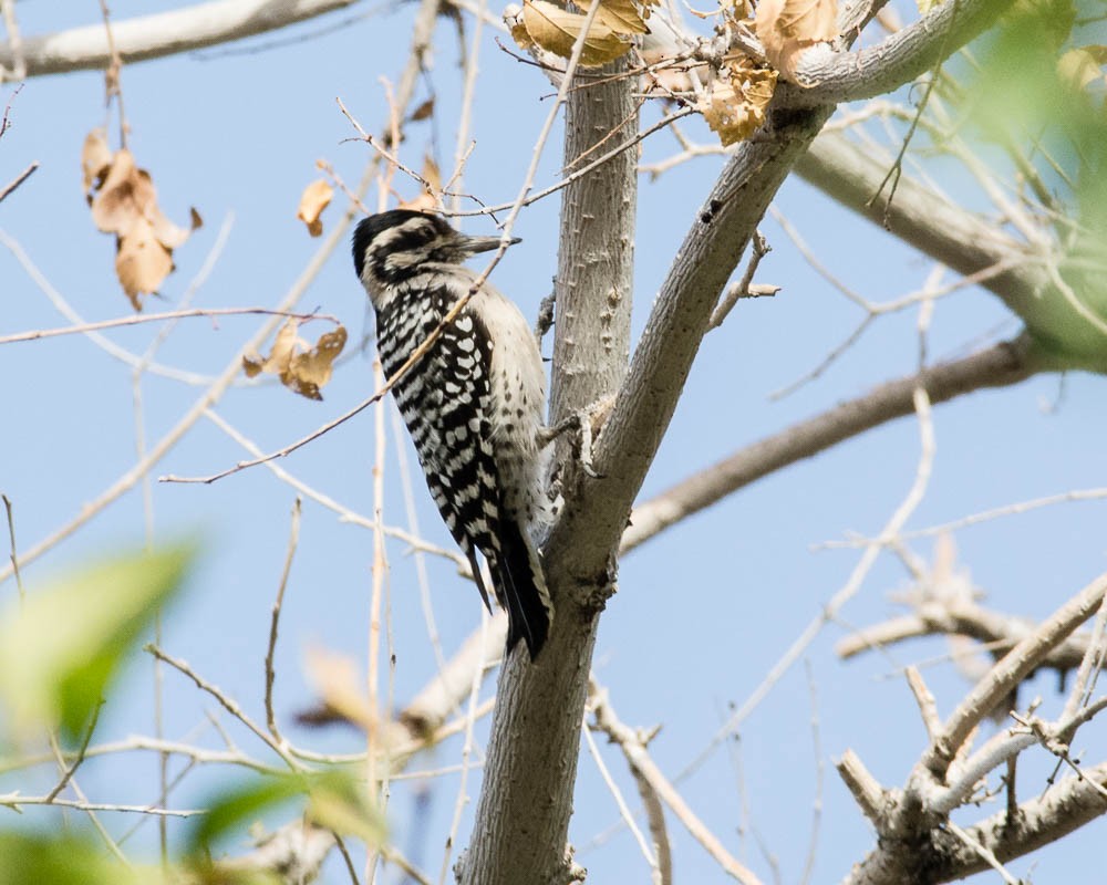 Ladder-backed Woodpecker - ML611416398