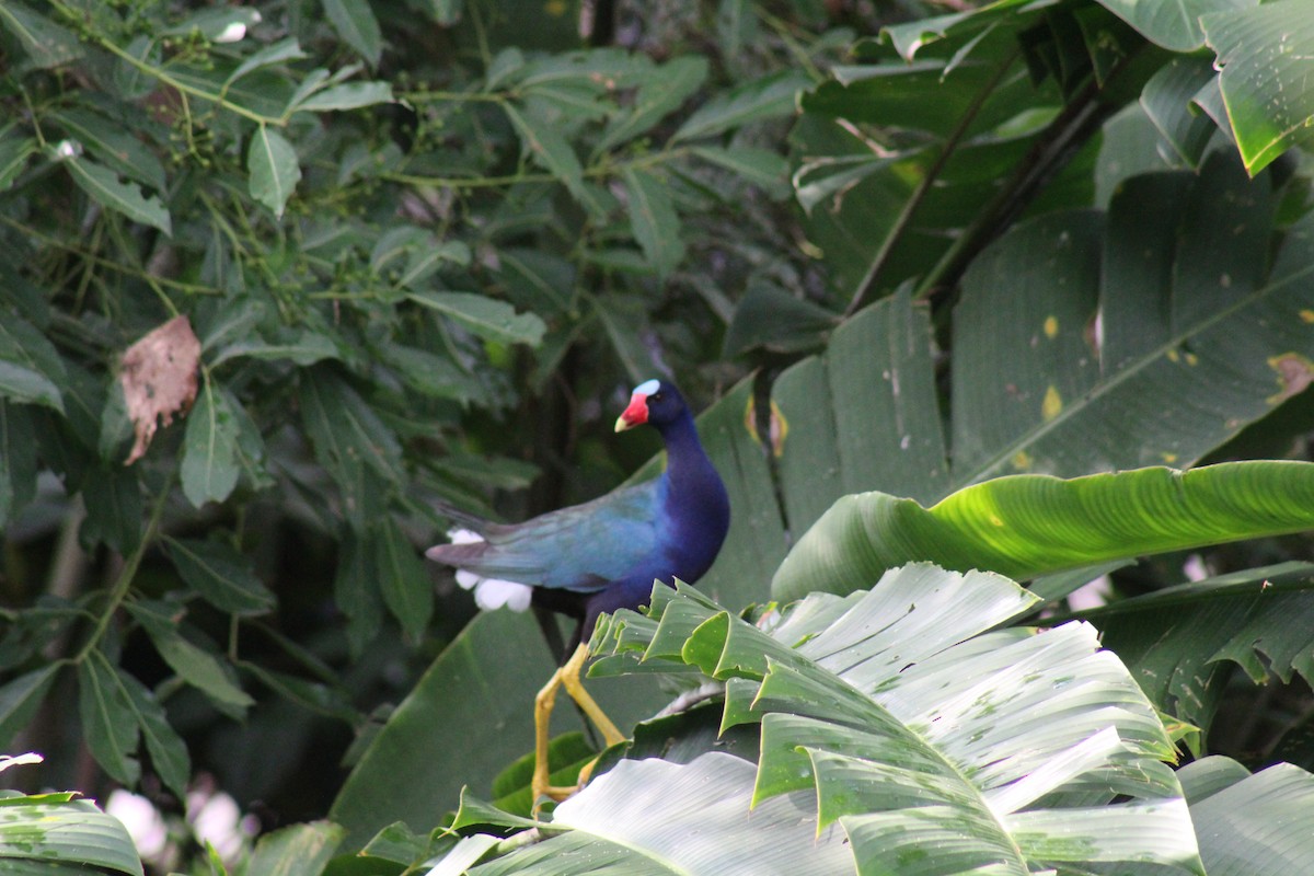 Purple Gallinule - ML611416427