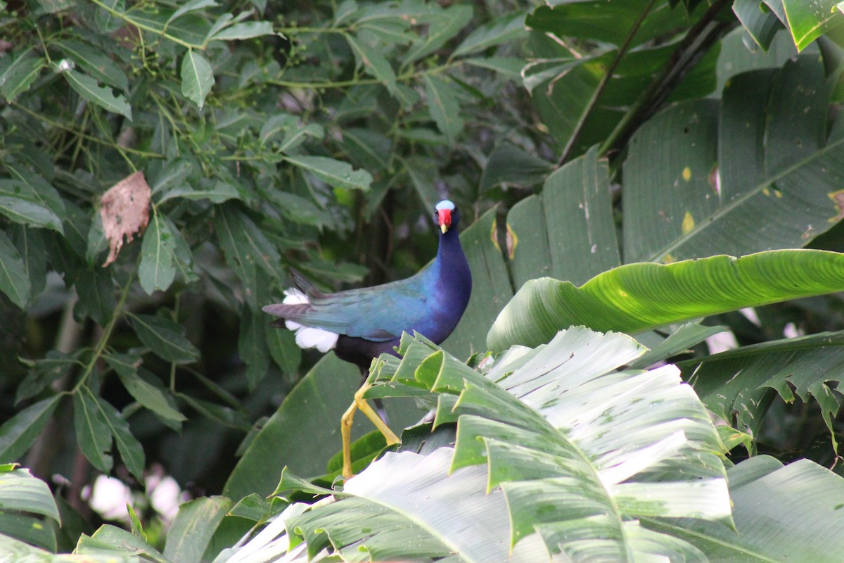 Purple Gallinule - ML611416436