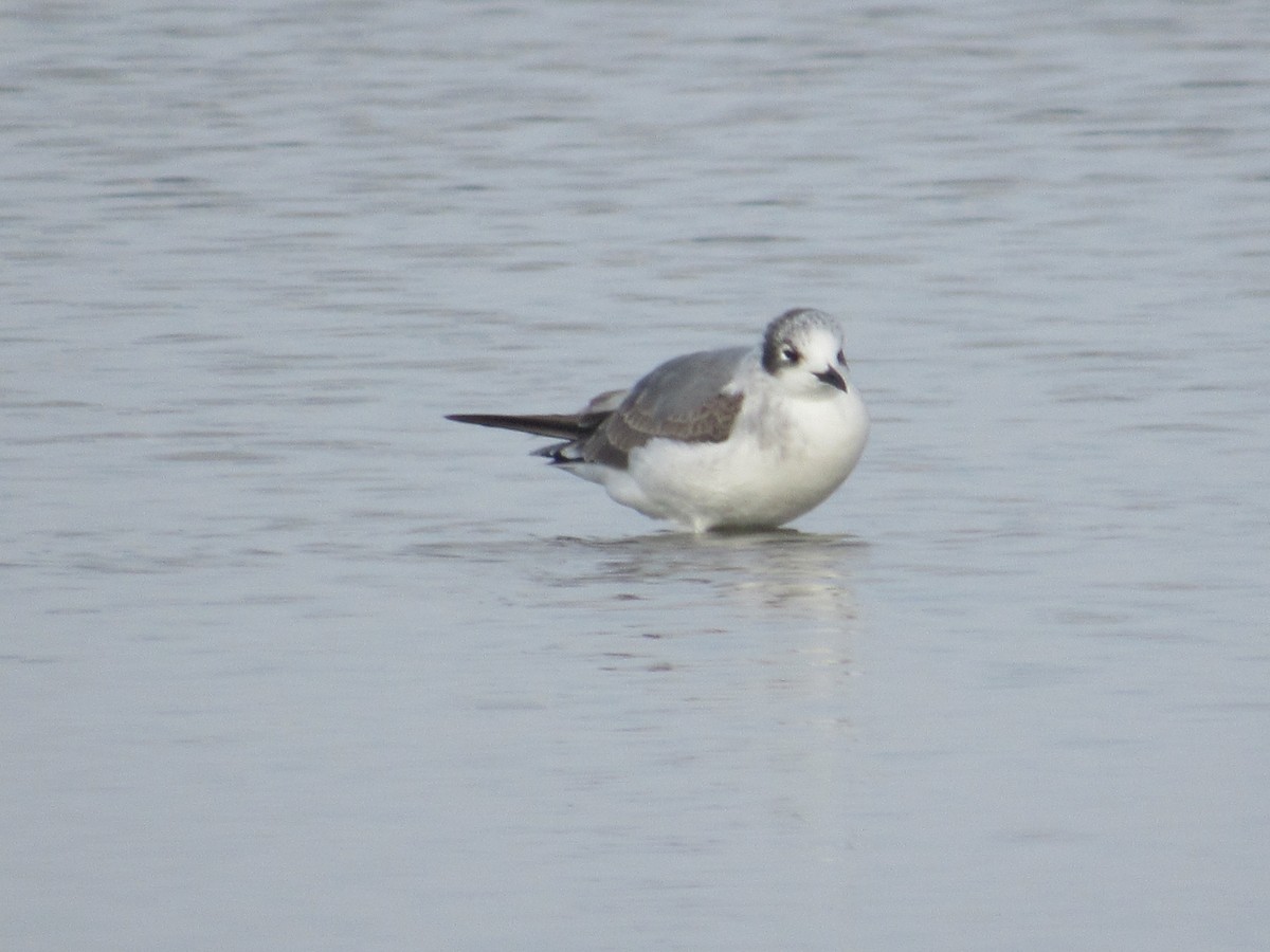 Franklin's Gull - ML611416441