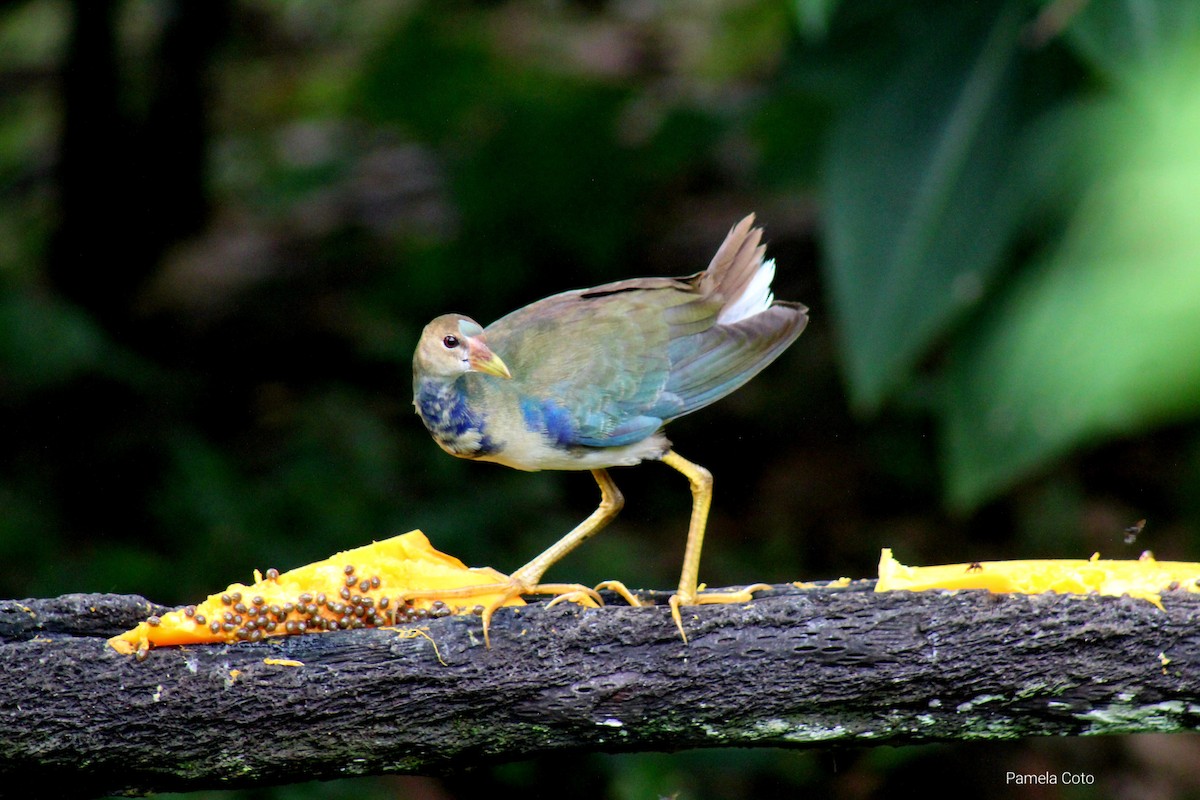 Purple Gallinule - ML611416458