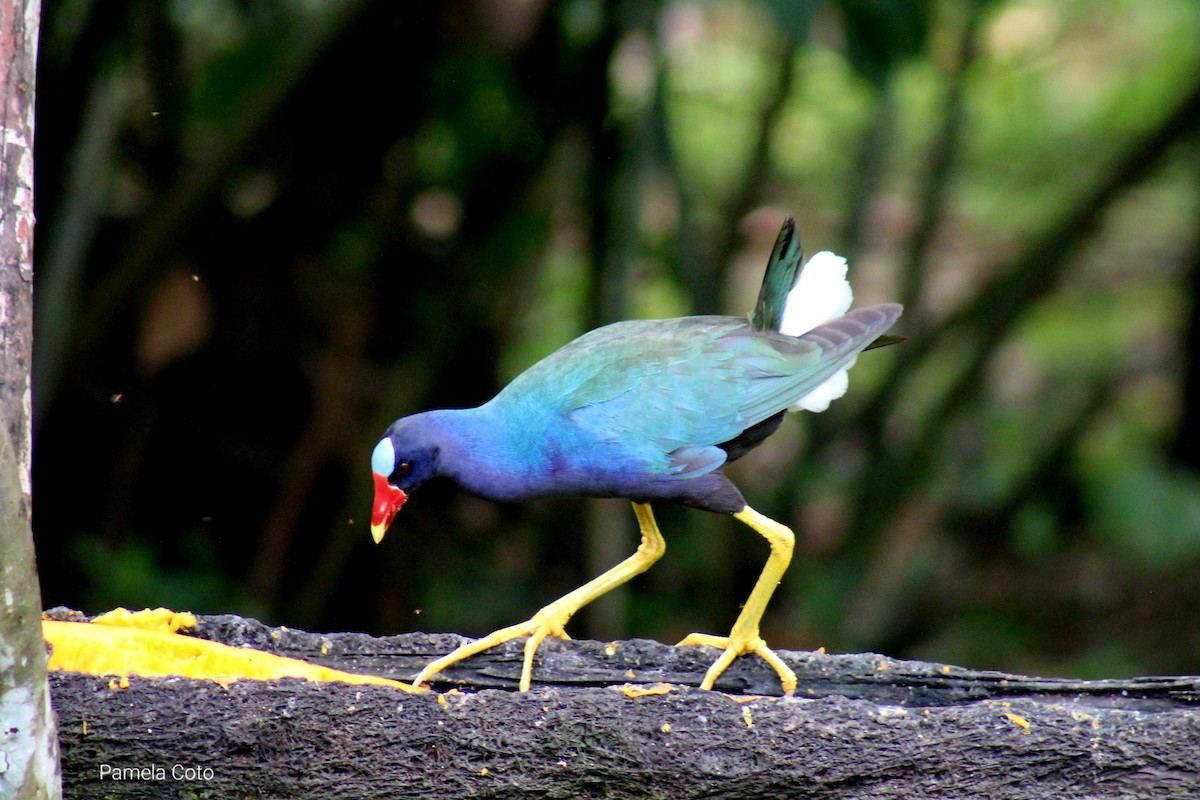 Purple Gallinule - ML611416471