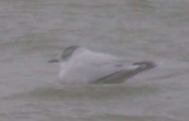 Little Gull - Paul Hurtado