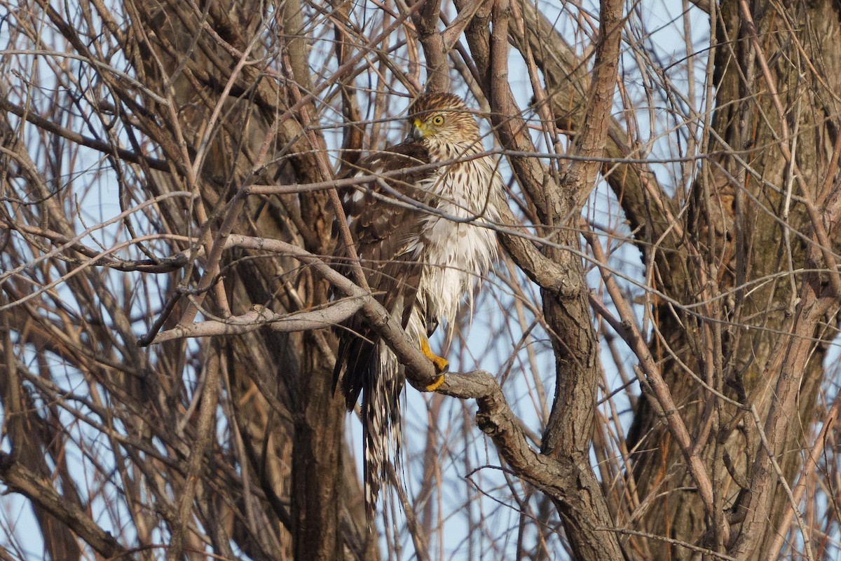 Cooper's Hawk - ML611416518