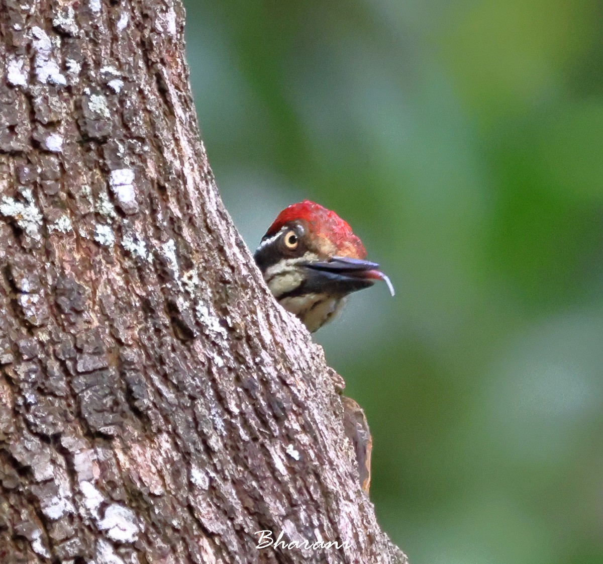 Greater/Common Flameback - ML611416554