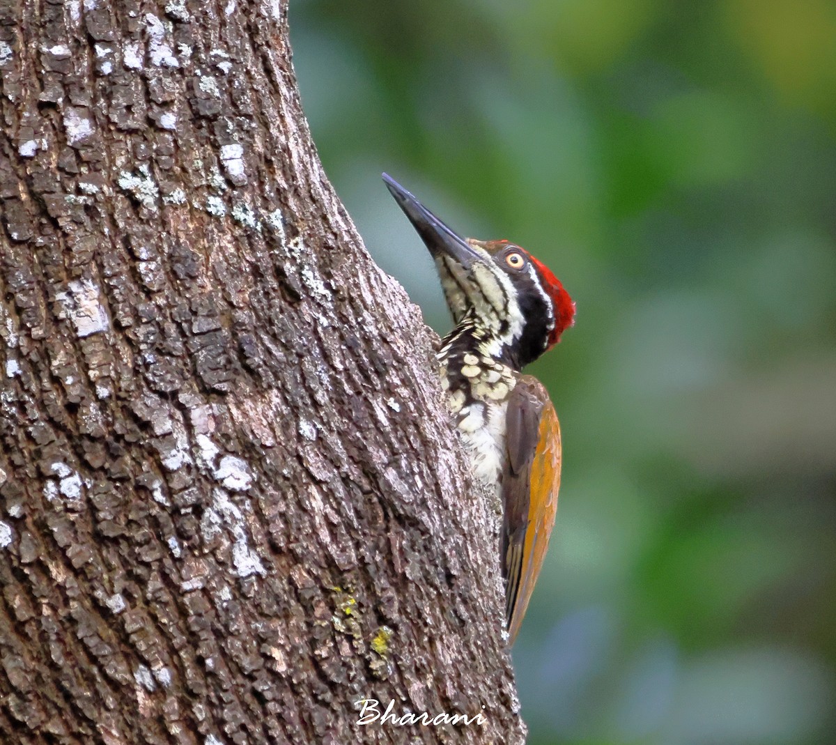 Greater/Common Flameback - ML611416555