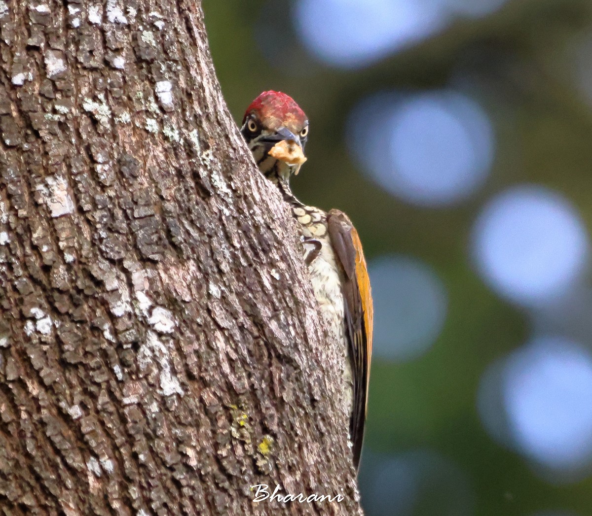 Greater/Common Flameback - Bharani Dharan B