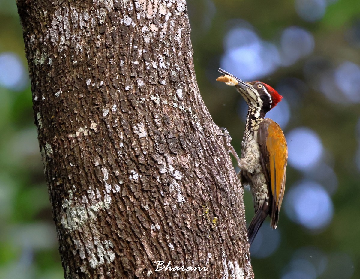 Greater/Common Flameback - ML611416562