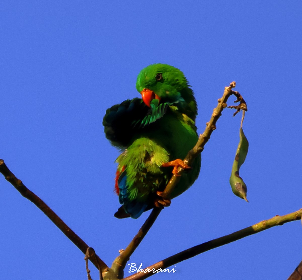 Vernal Hanging-Parrot - Bharani Dharan B