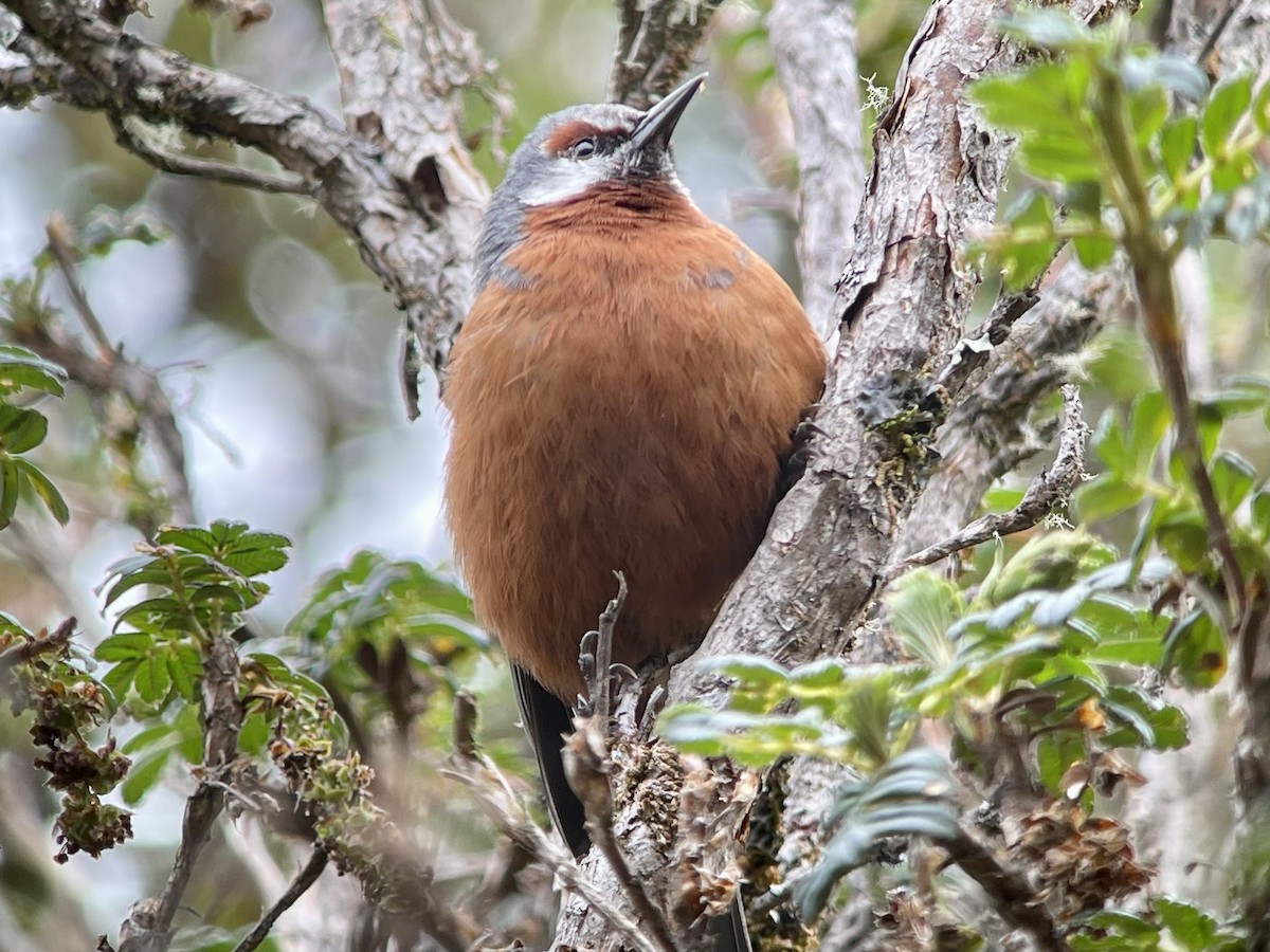 Giant Conebill - Luis Panamá