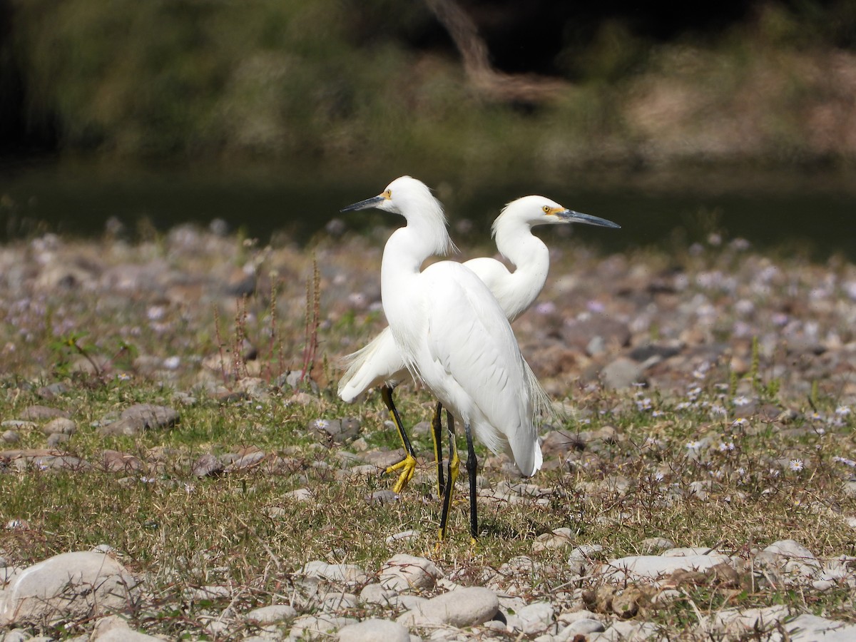 Snowy Egret - ML611416611