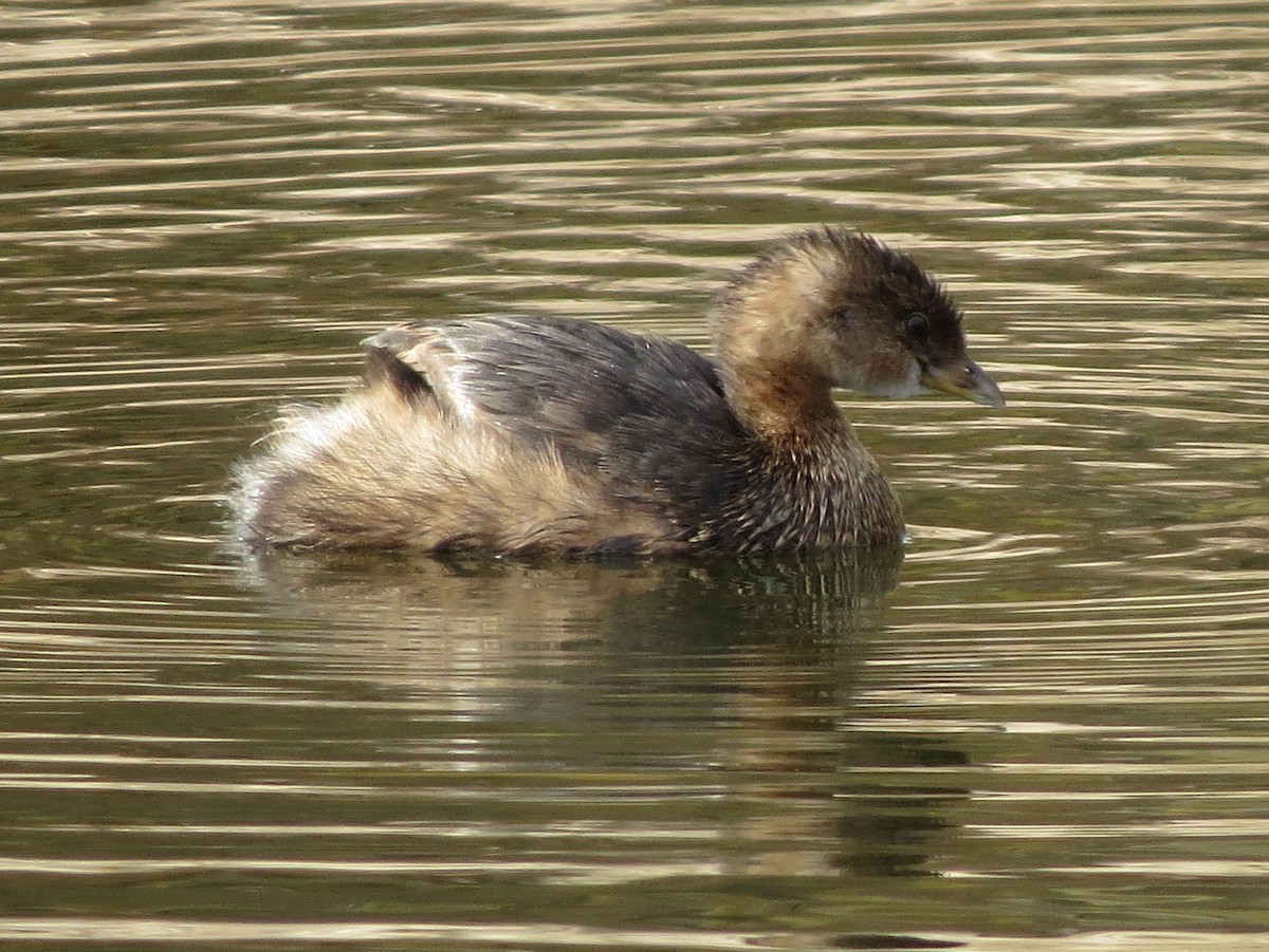 Pied-billed Grebe - ML611416617