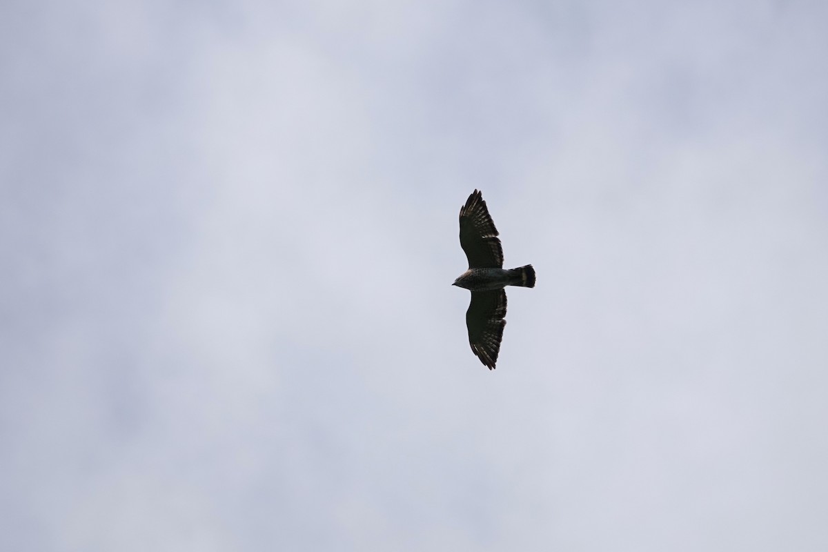 Broad-winged Hawk - Laura Rollán