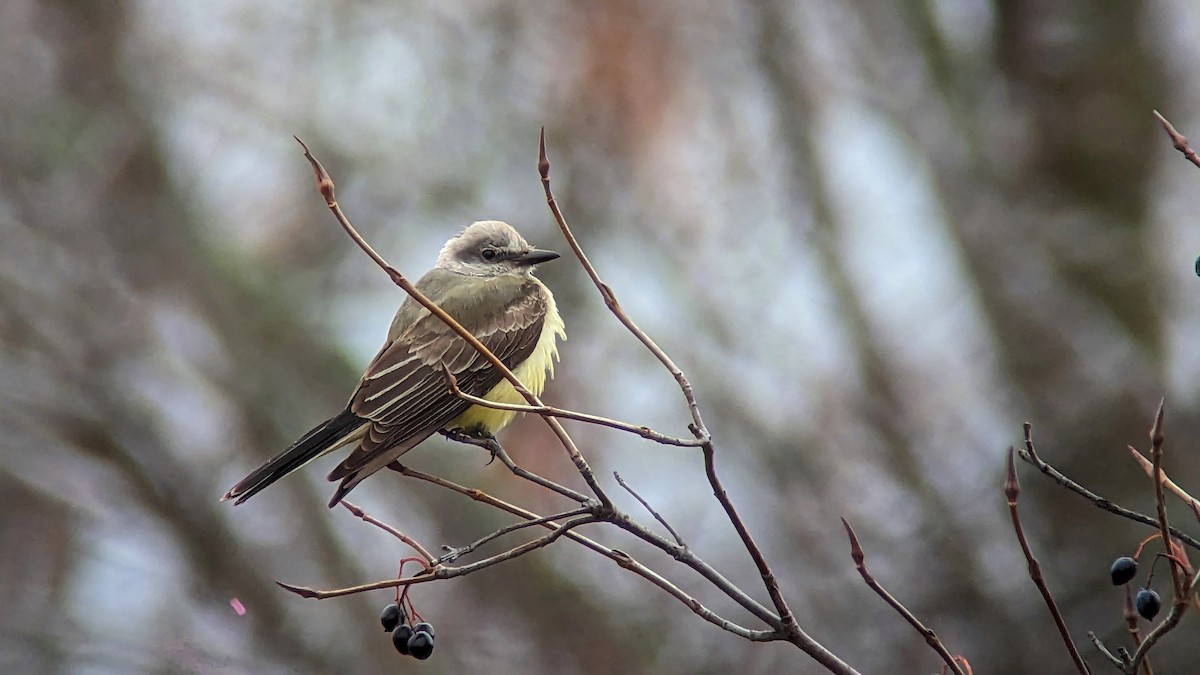 Western Kingbird - Anne Geraghty