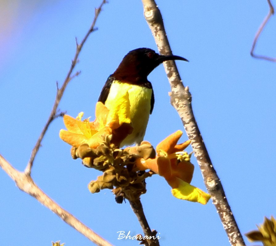 Purple-rumped Sunbird - ML611416741