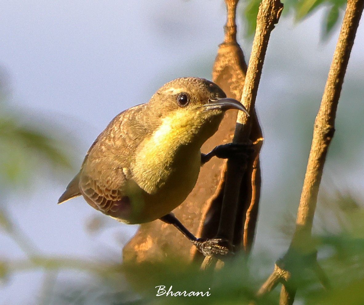 Purple-rumped Sunbird - ML611416743