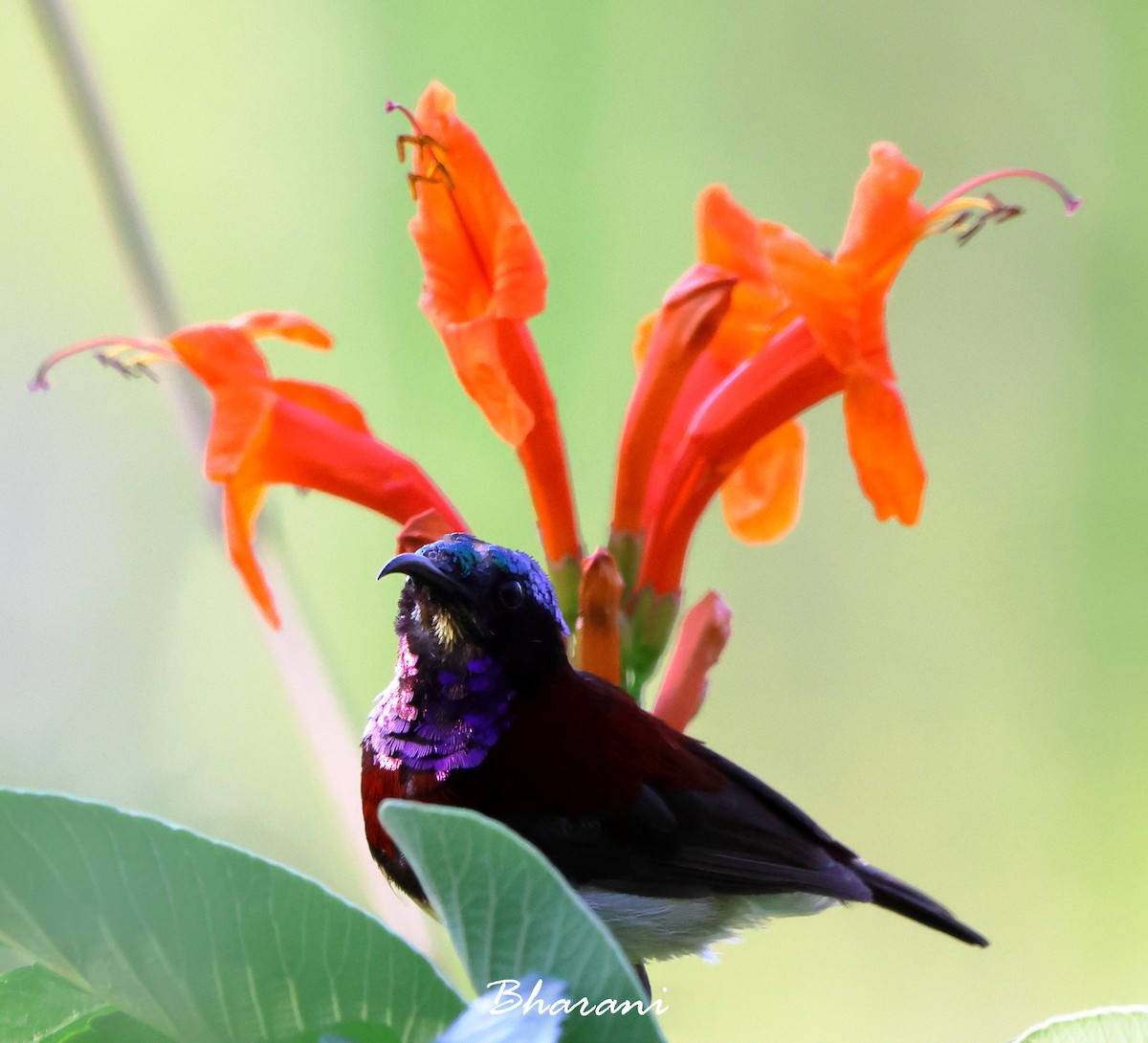 Purple-rumped Sunbird - ML611416745
