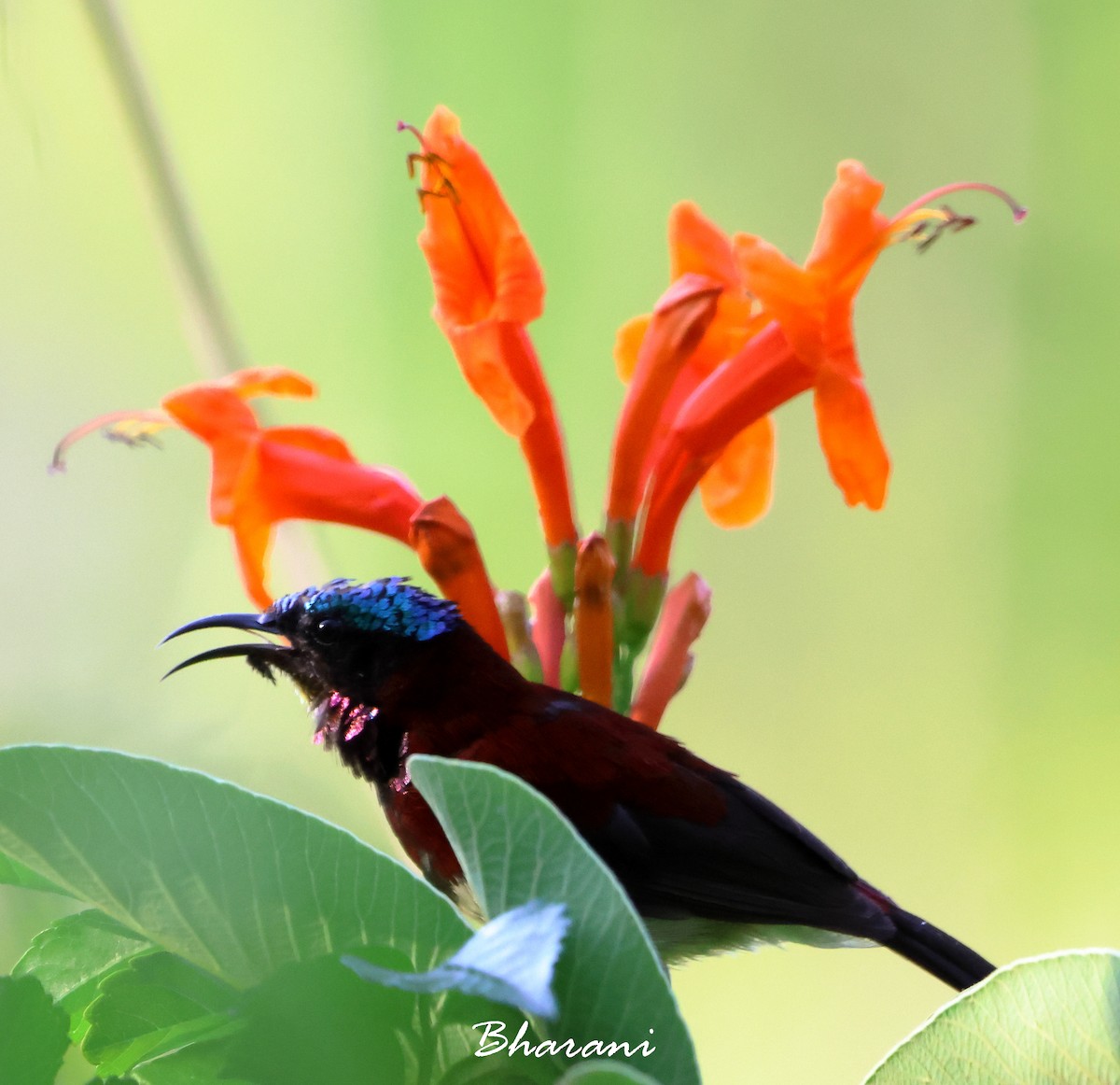 Purple-rumped Sunbird - ML611416746