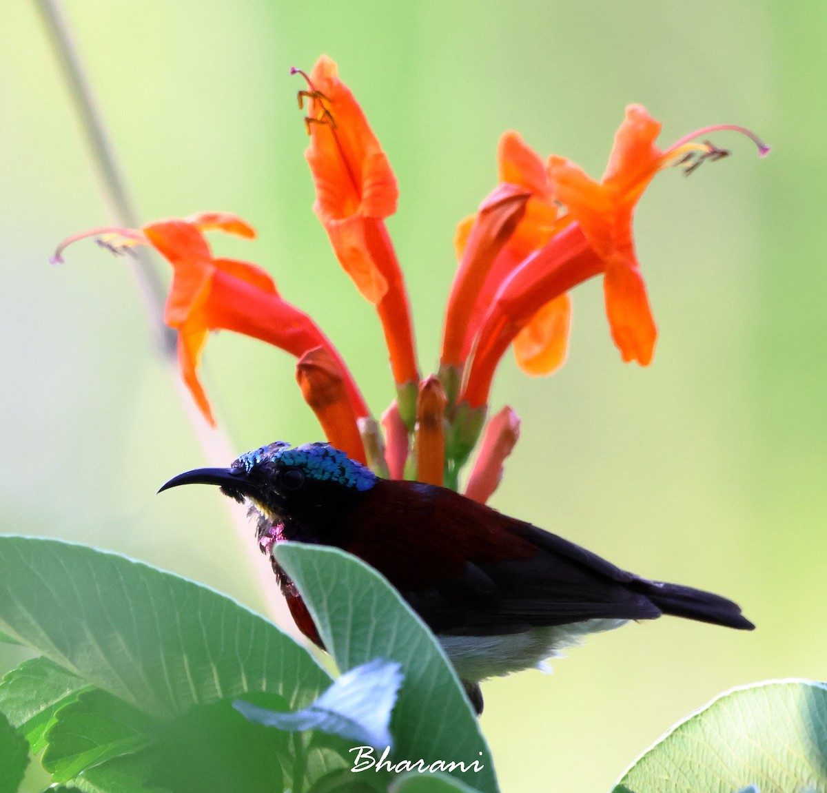 Purple-rumped Sunbird - ML611416747