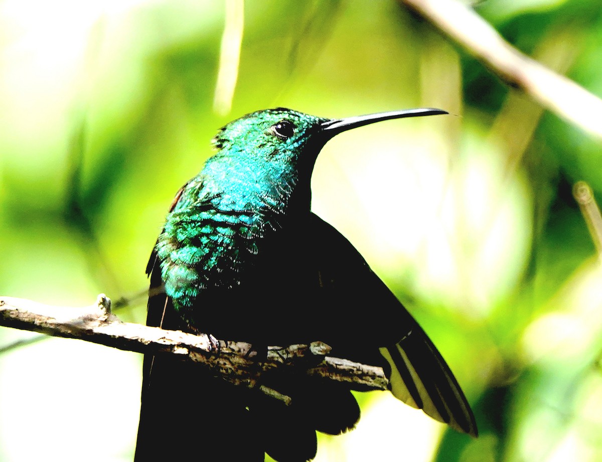 kolibřík smaragdový - ML611416915