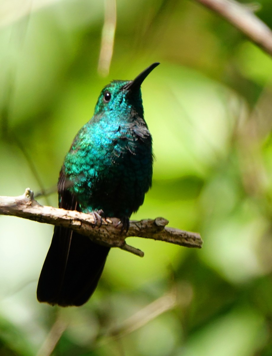 kolibřík smaragdový - ML611416916