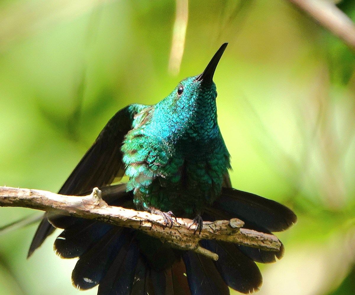 kolibřík smaragdový - ML611416919