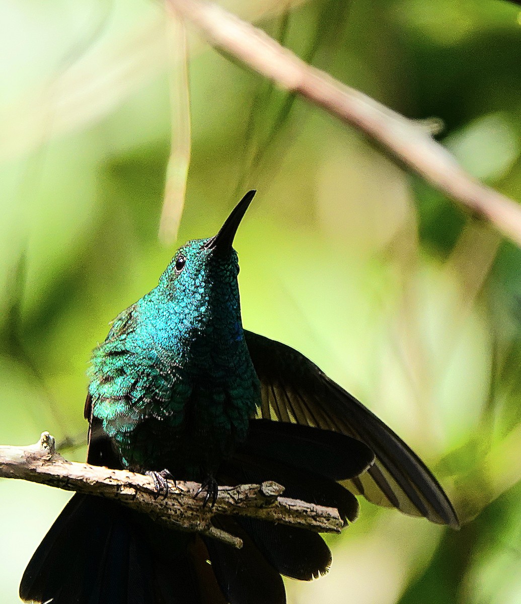 kolibřík smaragdový - ML611416920