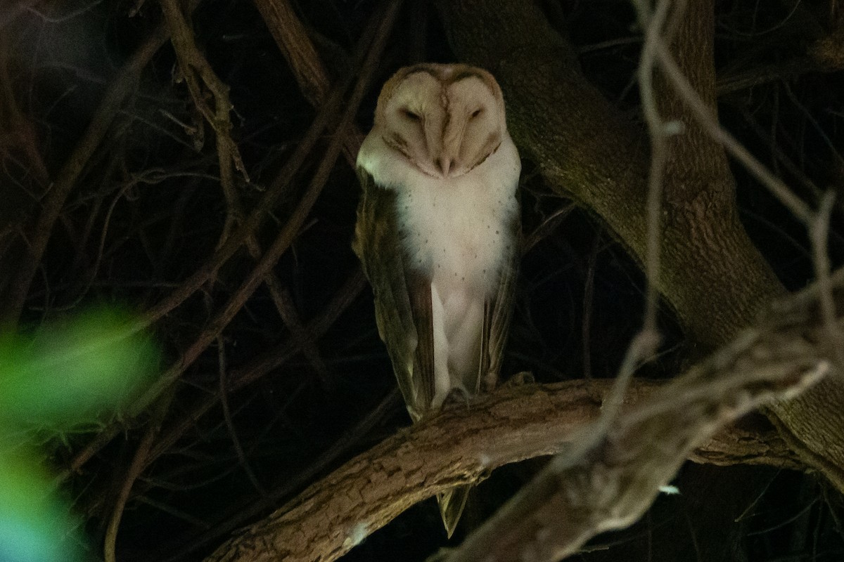 Barn Owl (African) - ML611417059