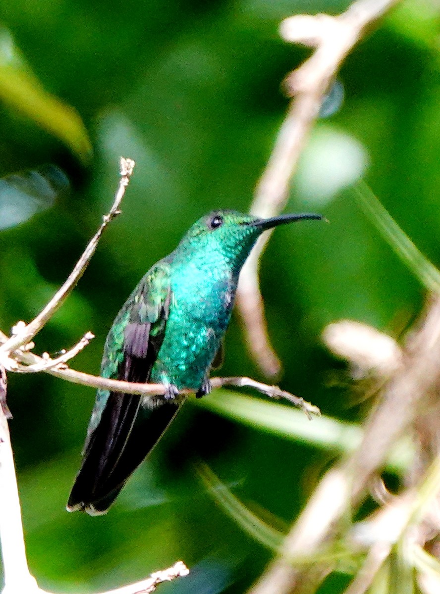 Puerto Rican Emerald - ML611417063