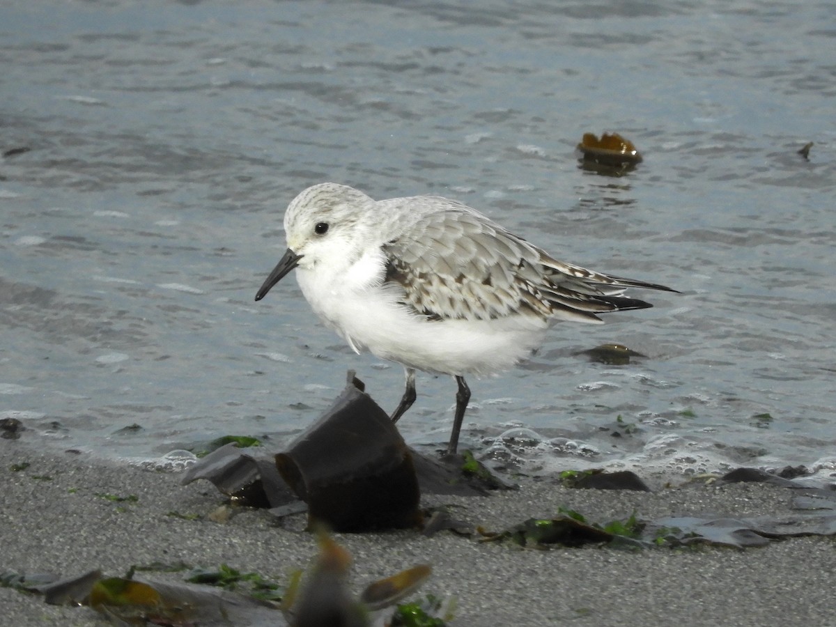 Sanderling - ML611417101