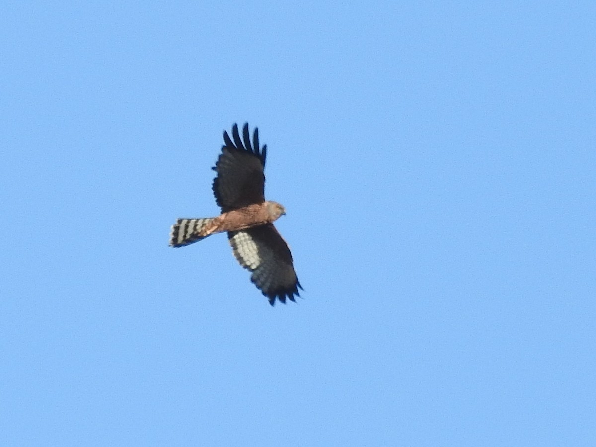 Spotted Harrier - ML611417166