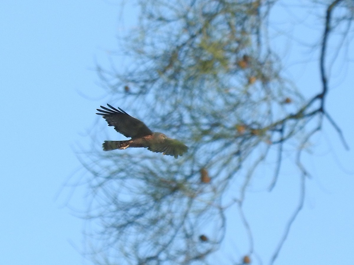 Spotted Harrier - ML611417167