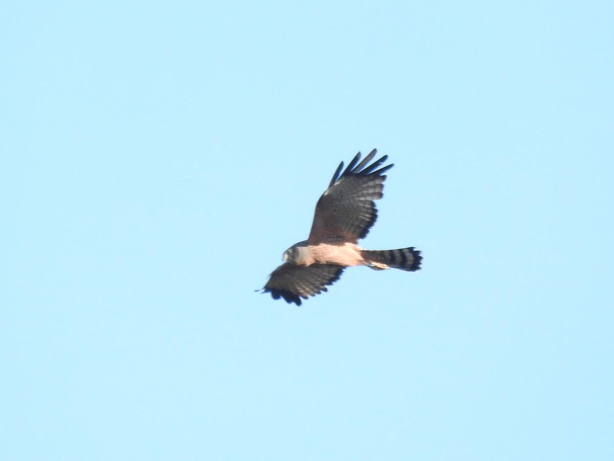 Spotted Harrier - ML611417168