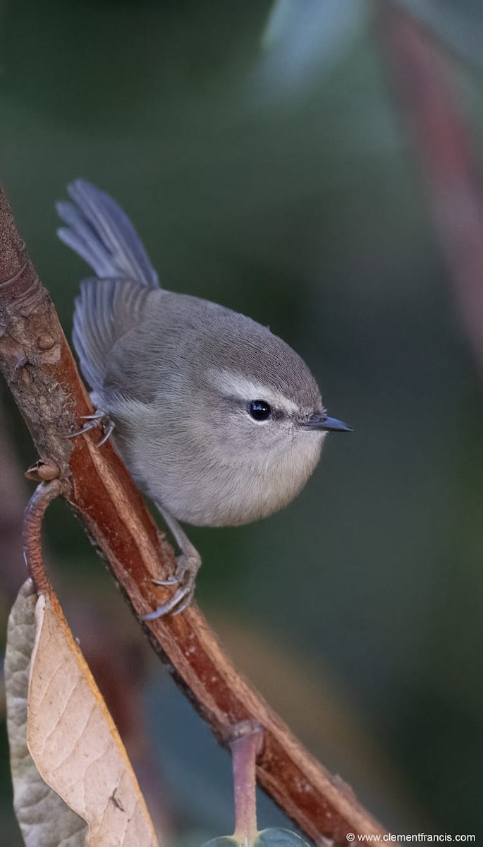 Hume's Bush Warbler - ML611417286