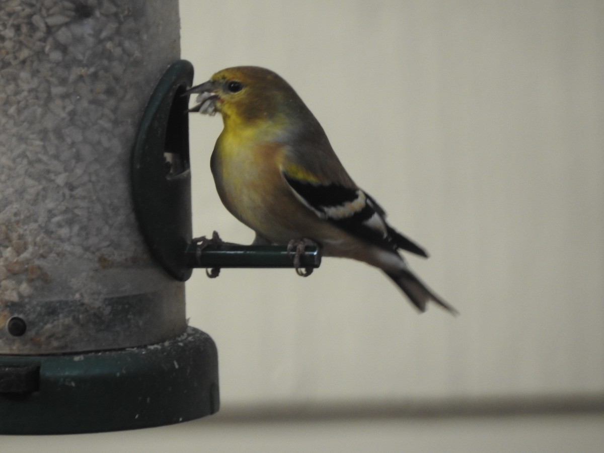 American Goldfinch - ML611417411