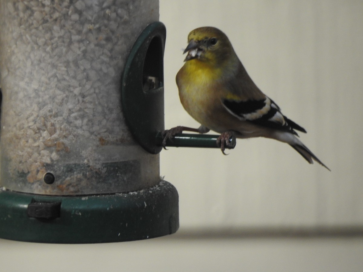 American Goldfinch - ML611417414