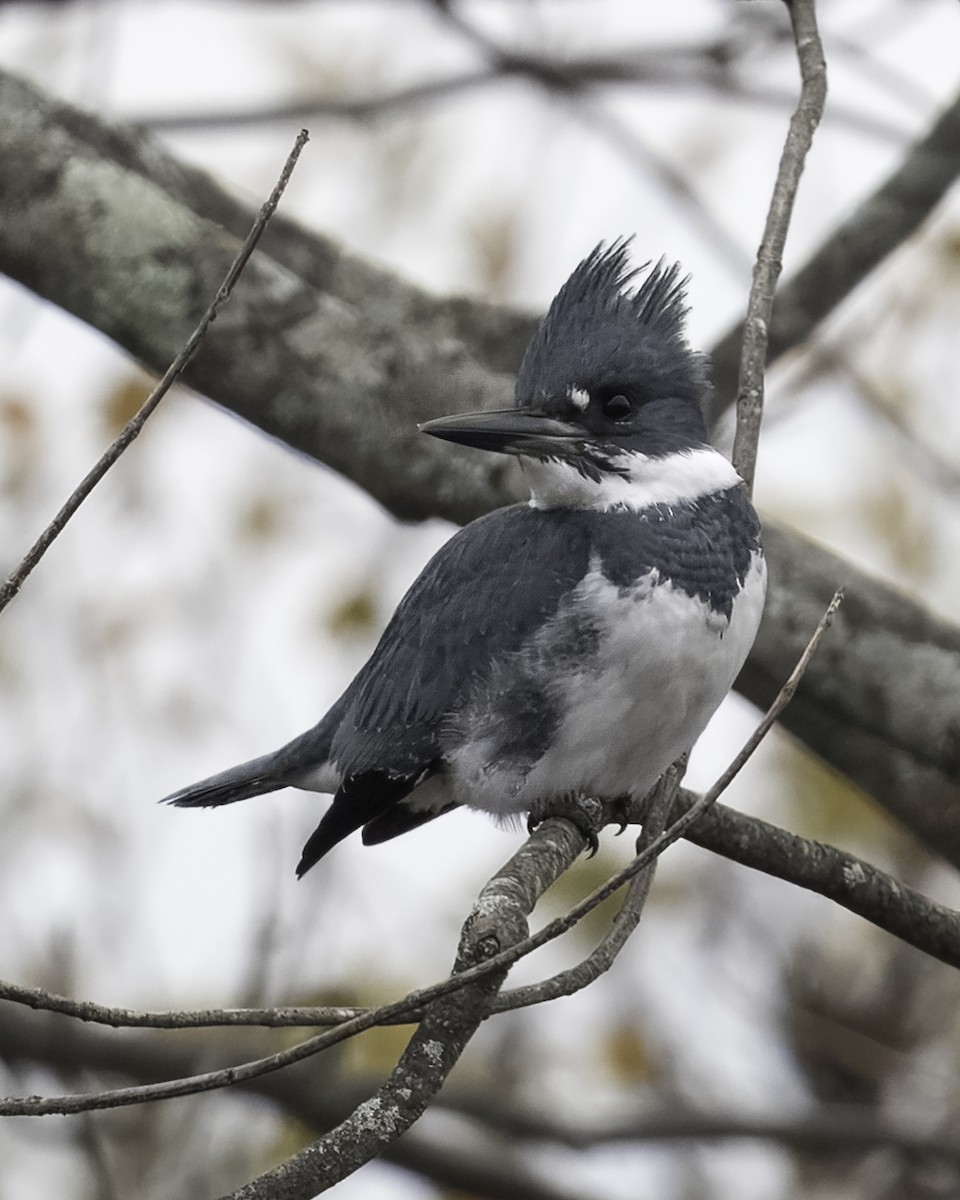 Belted Kingfisher - Stan Deutsch