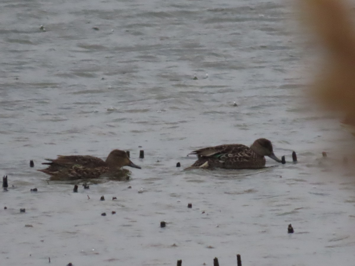 Green-winged Teal - ML611417459