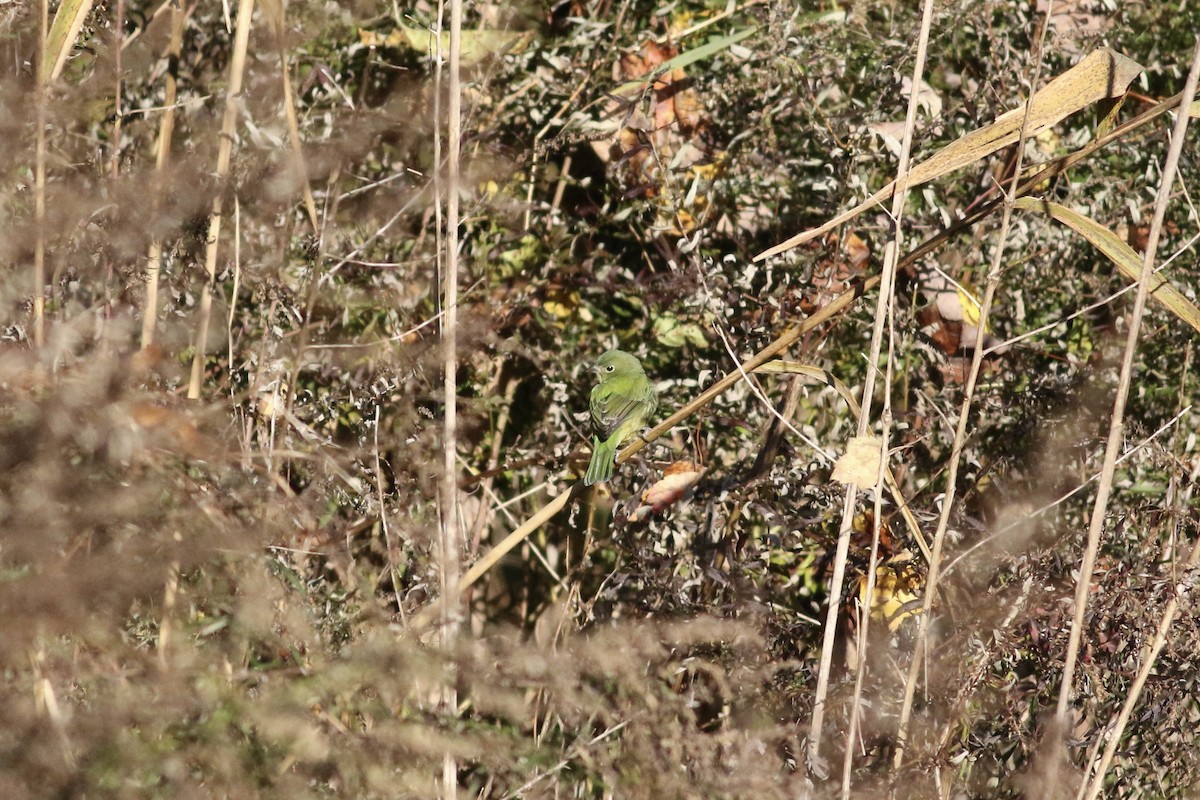 Painted Bunting - ML611417510