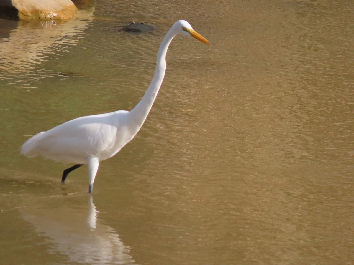 Grande Aigrette - ML611417517