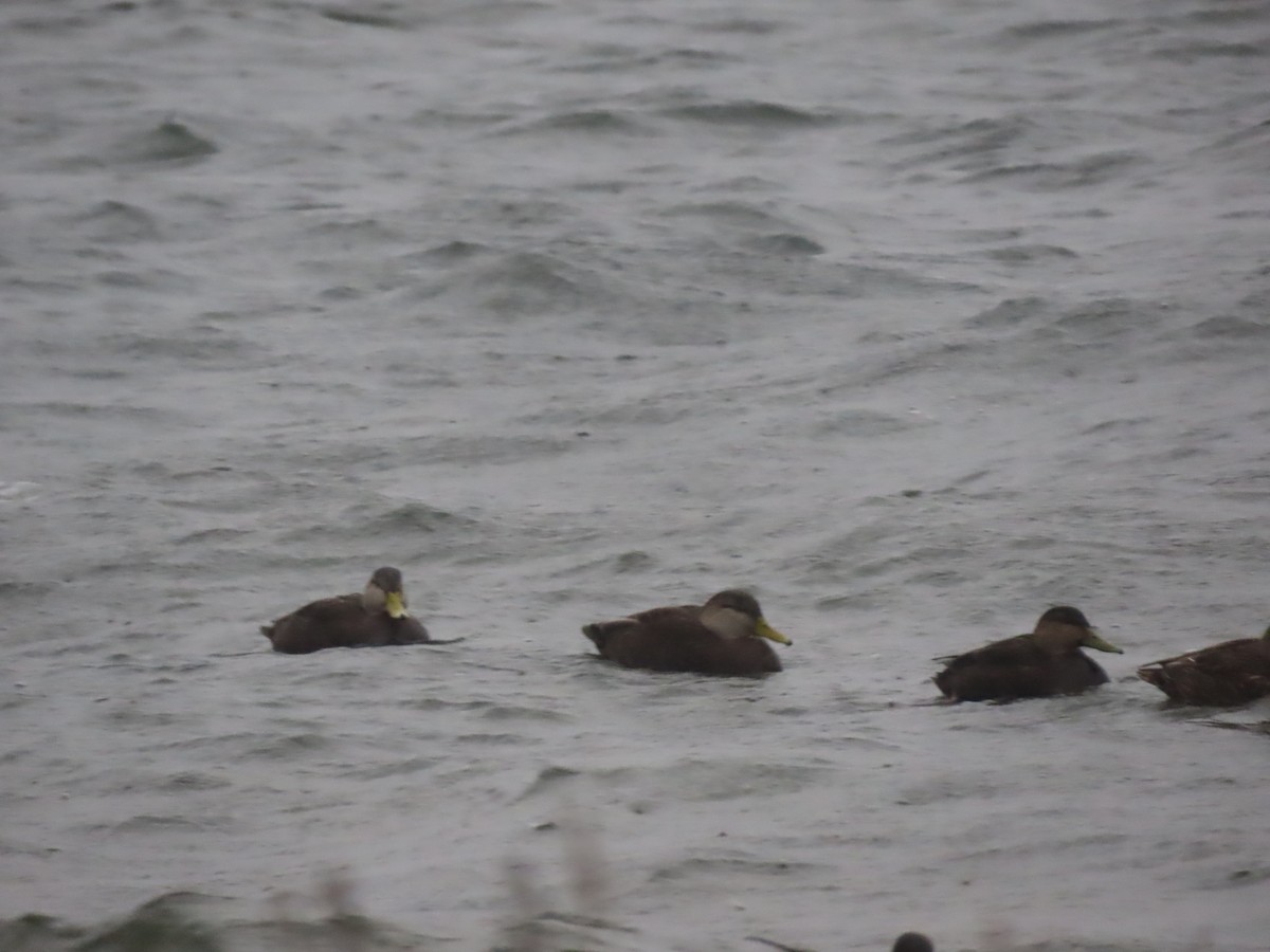 American Black Duck - ML611417528