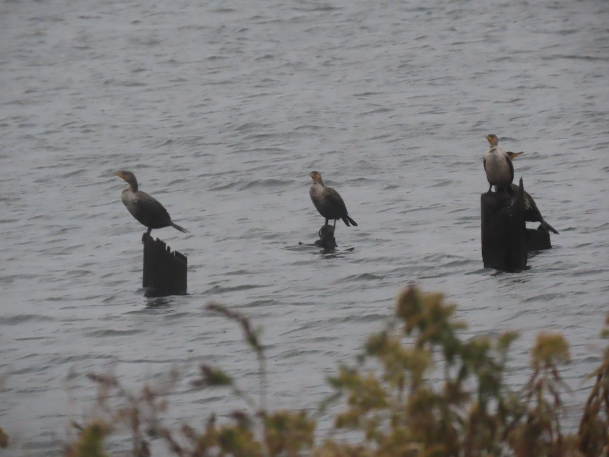 Double-crested Cormorant - ML611417535