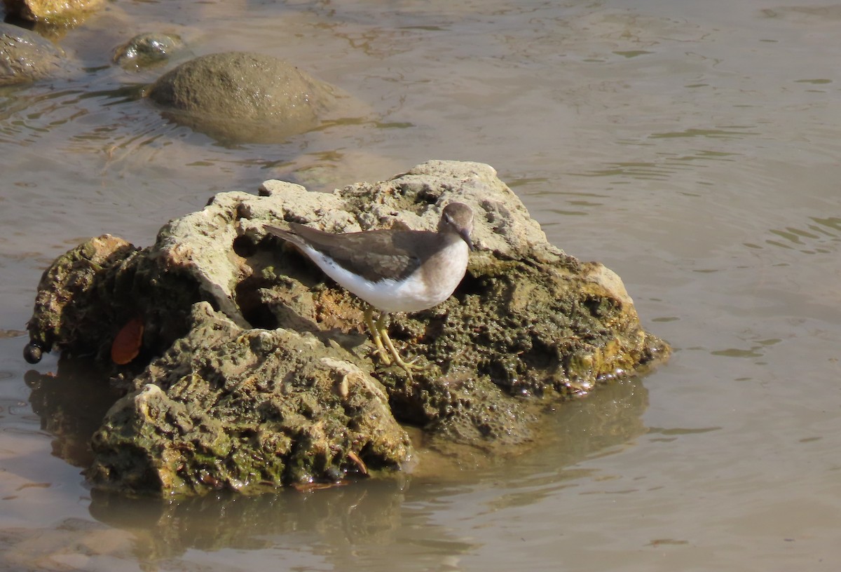 Spotted Sandpiper - ML611417538