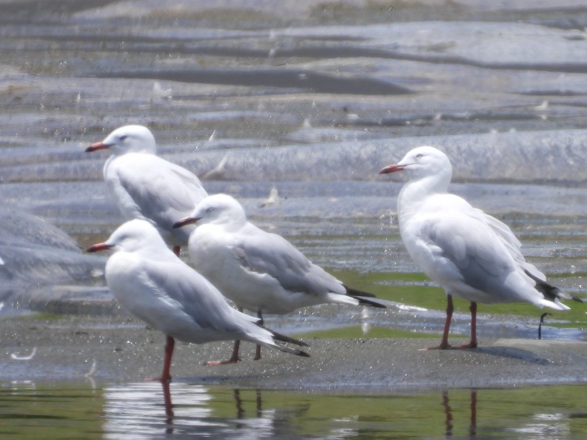 Mouette argentée - ML611417699